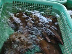 -老蒲田·渔乡楼