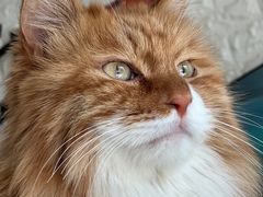 -平行世界·猫咖(首经贸店)