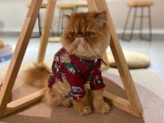 -Heymao猫咖.咖啡厅(东门店)