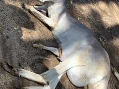 -可伦宾野生动物保护区