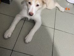 -美联众合动物医院·24h京西诊疗中心