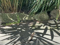 -可伦宾野生动物保护区