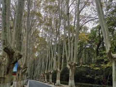 -紫金山山顶公园