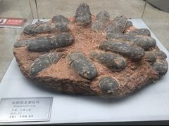 -中国地质大学逸夫博物馆