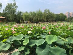 -太阳宫公园