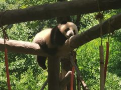 -都江堰中华大熊猫苑