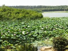 -丁香湖公园