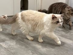 -楼上猫咖(罗湖店)