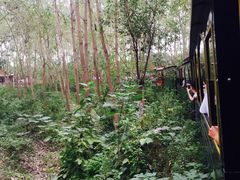 -合肥滨湖国家森林公园