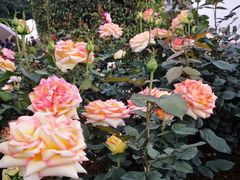 -人民公园(罗湖区)