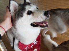 小苹果-Husky Go! 哈士奇体验馆·宠物咖啡厅狗咖