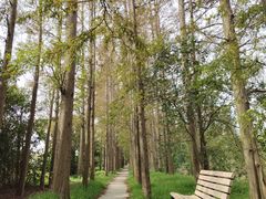 -上海长兴岛郊野公园