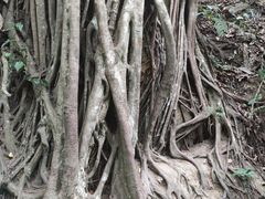 -西双版纳原始森林公园