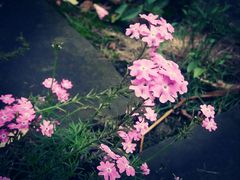 -三圣花乡旅游区