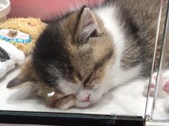 -babydoll猫舍·米努特·德文·缅因(久光中心店)
