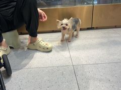 -FAELING PETS美天灵宠物(富力广场店)