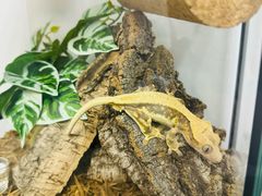 -酷以爬仙阁实体爬宠店·守宫·蜥蜴·专业繁育