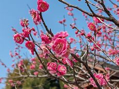 -梅花山(明孝陵内)