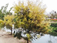 -丹樱生态园