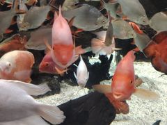 -太平洋海底世界