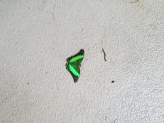 -奥塔哥博物馆