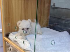 -FAELING PETS美天灵宠物(富力广场店)