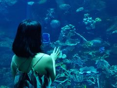 -迪拜水族馆及水下动物园
