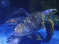 -多彩贵州城极地海洋世界