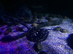 -暹罗海洋世界