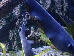 -上海海洋水族馆