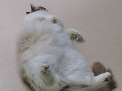 -猫在这儿猫咪咖啡馆·撸猫馆