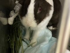 -爱侣宠医·鹦鹉专科·小型哺乳类·异宠专科(灵石路店)