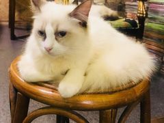 -猫色咖啡·猫咖