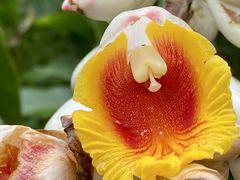 -中国科学院华南植物园