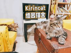 -十年猫舍·猫咪专门店(普陀店)