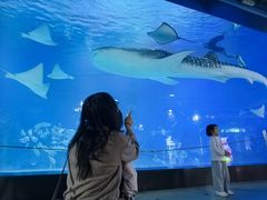 -烟台海昌鲸鲨海洋公园