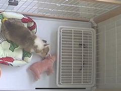 -翊宠yipet猫狗购宠庄园犬舍•猫舍