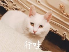 -盡膳口福跷脚牛肉火锅(北美新天地店)