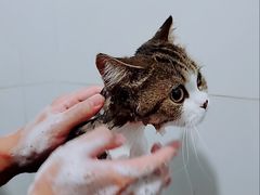 -袖虎·猫馆(体育西路店)