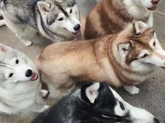 -TrueLove @ Neverland (Husky Cafe)