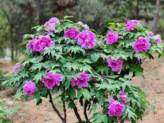 -北京西山国家森林公园