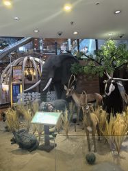 -卡通尼·Safari非洲探索乐园·生日会(金桥国际商业广场店)