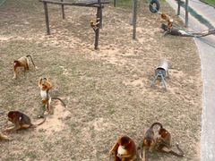 -西霞口神雕山野生动物世界