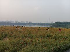 -海珠湖公园