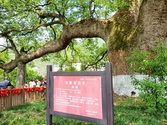 -新安江山水画廊风景区