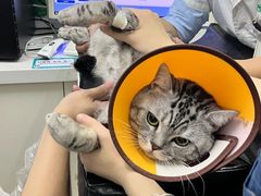 -瑞派动物医院·猫专科·至诚(江南中分院)