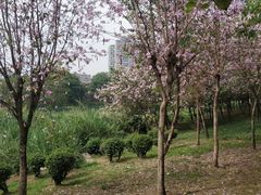 -广东花都湖国家湿地公园