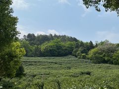 -树山生态村