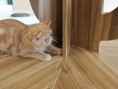 -飞行喵MR PILOT|猫舍·猫咖(静安大融城店)