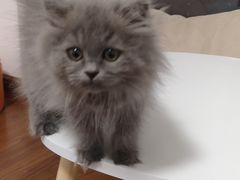 -团子家猫咪猫咖馆·柯基·柯尔鸭